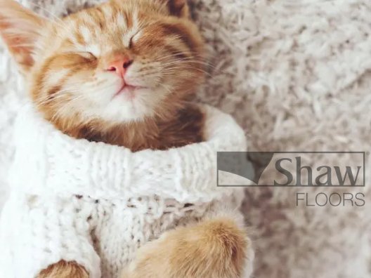 Cat in a sweater sleeping on a soft carpet, belly-side up. Shaw Logo Overlay